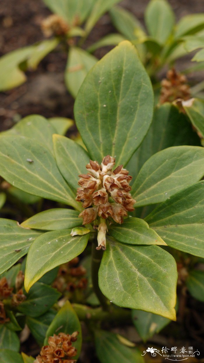 顶花板凳果Pachysandra terminalis