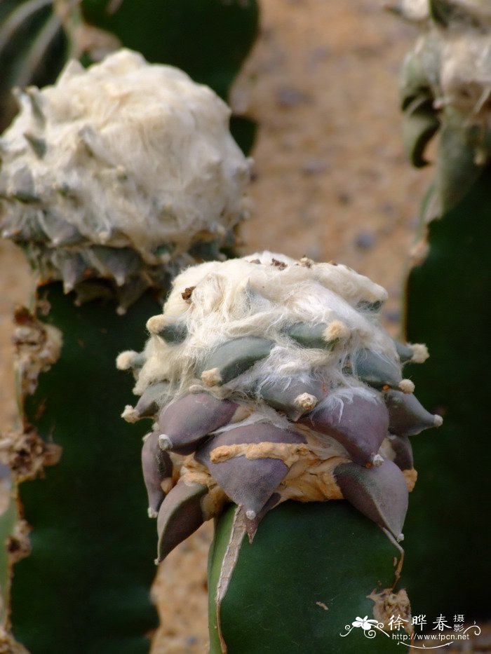 龟甲牡丹Ariocarpus fissuratus