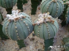 星球Astrophytum asterias