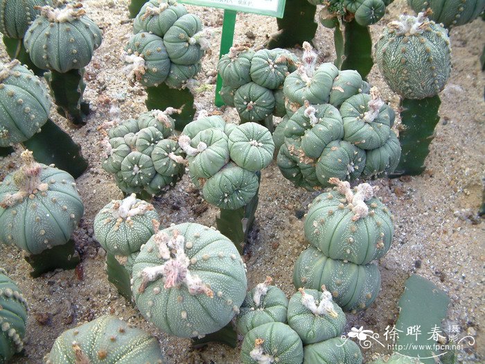 星球Astrophytum asterias