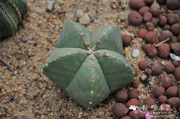鸾凤玉Astrophytum myriostigma 鸾凤玉Astrophytum myriostigma
