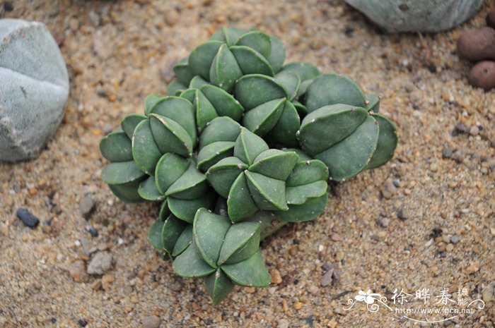 鸾凤玉Astrophytum myriostigma 鸾凤玉Astrophytum myriostigma