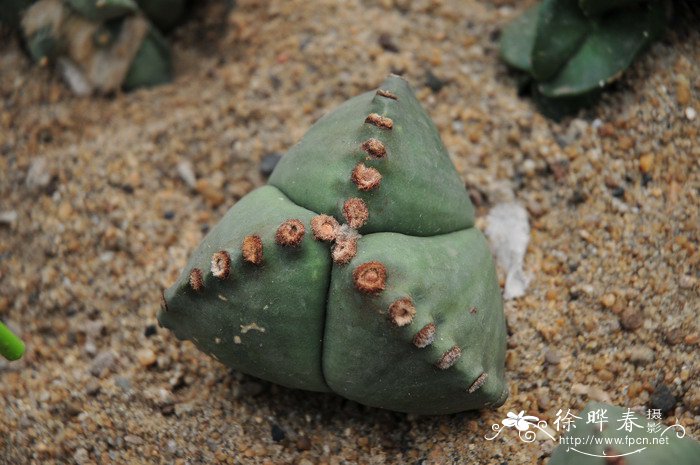 三角孪凤玉Astrophytum myriostigma var. trescostata