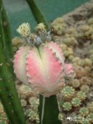 鸾凤玉锦Astrophytum myriostigma 'Varegata'