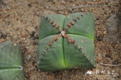 四角鸾凤玉Astrophytum myriostigma var. quadricostatum