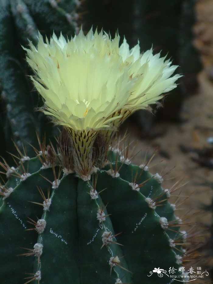 般若Astrophytum ornatum