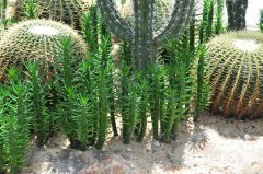 将军Austrocylindropuntia subulata