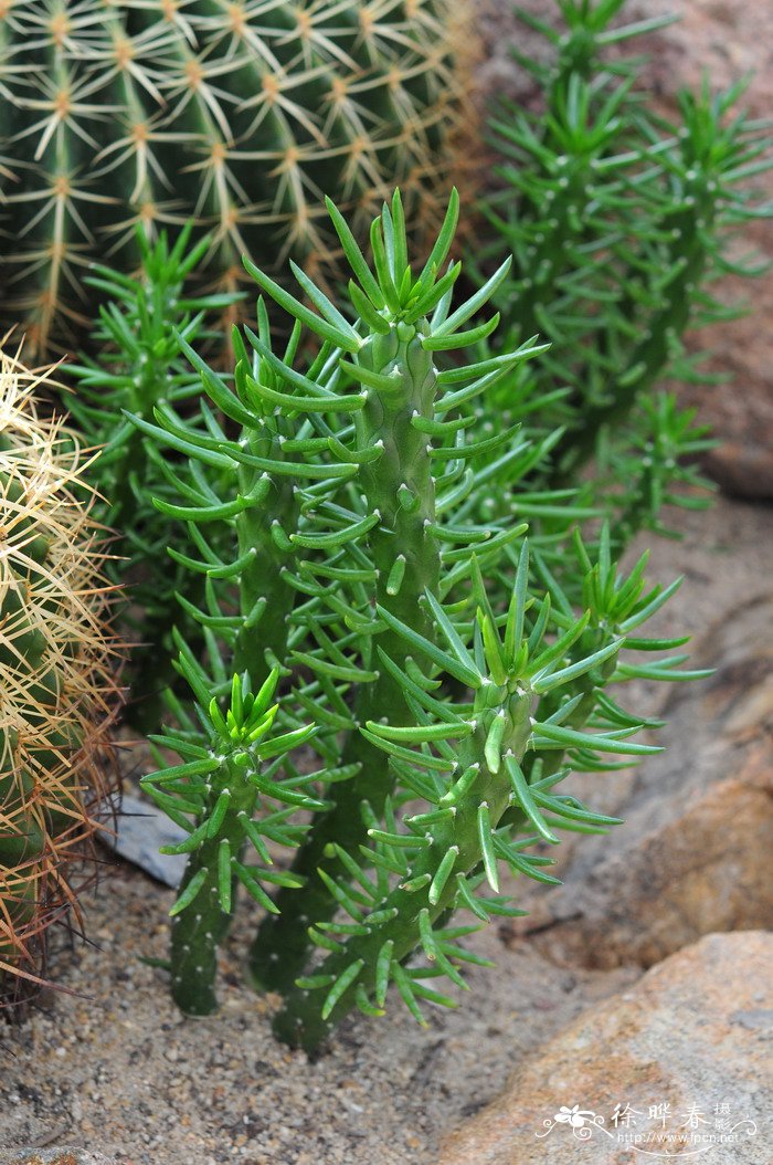 将军Austrocylindropuntia subulata