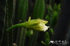 鬼面角Cereus hildmannianus