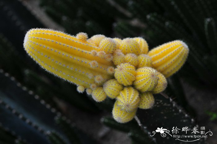 山吹Chamaecereus silvestrii ‘Aureus’