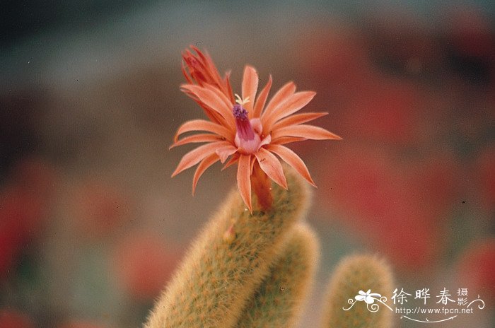 黄金钮Cleistocactus winteri