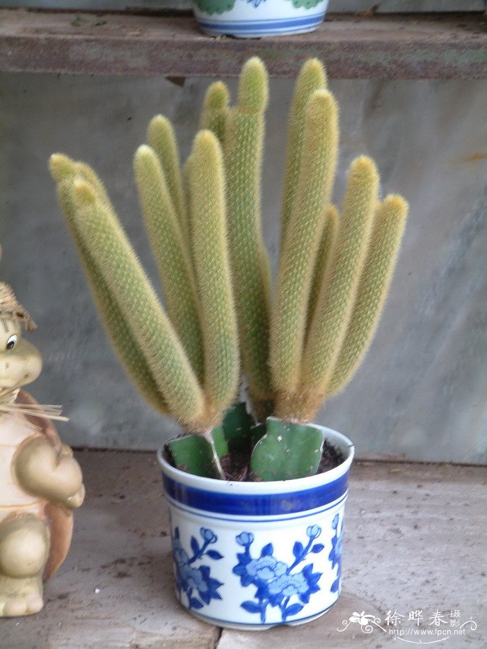 黄金钮Cleistocactus winteri