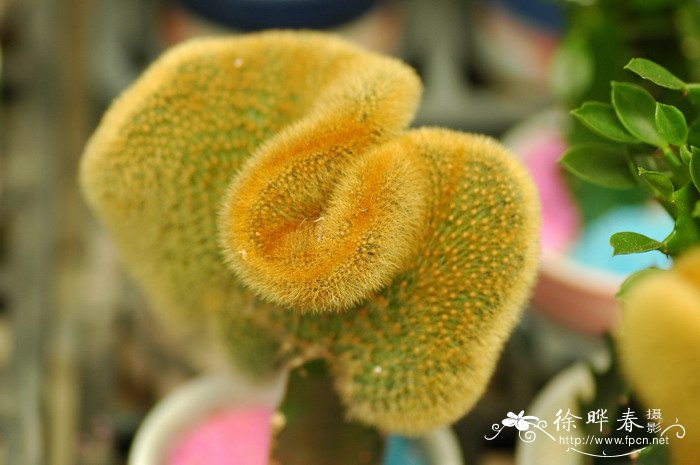 黄金钮缀化Cleistocactus winteri f. cristata