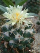 魔象球Coryphantha maiz-tablasensis