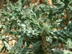 鬼角子Cylindropuntia imbricata