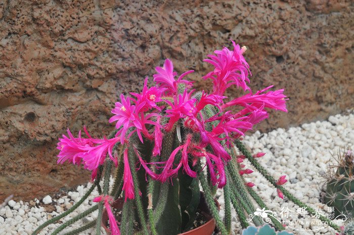 鼠尾掌Disocactus flagelliformis