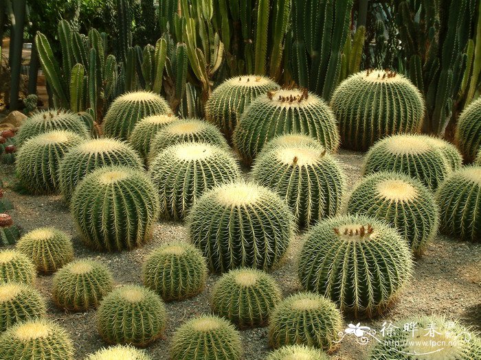 金琥Echinocactus grusonii