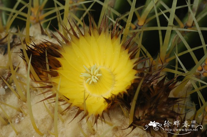 金琥Echinocactus grusonii
