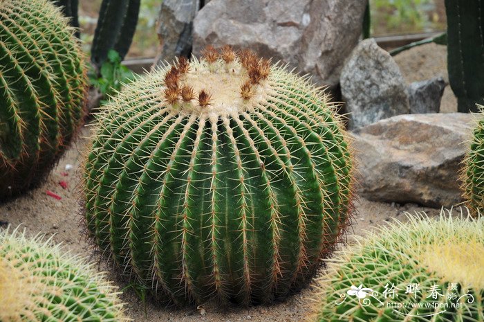 金琥Echinocactus grusonii 金琥Echinocactus grusonii
