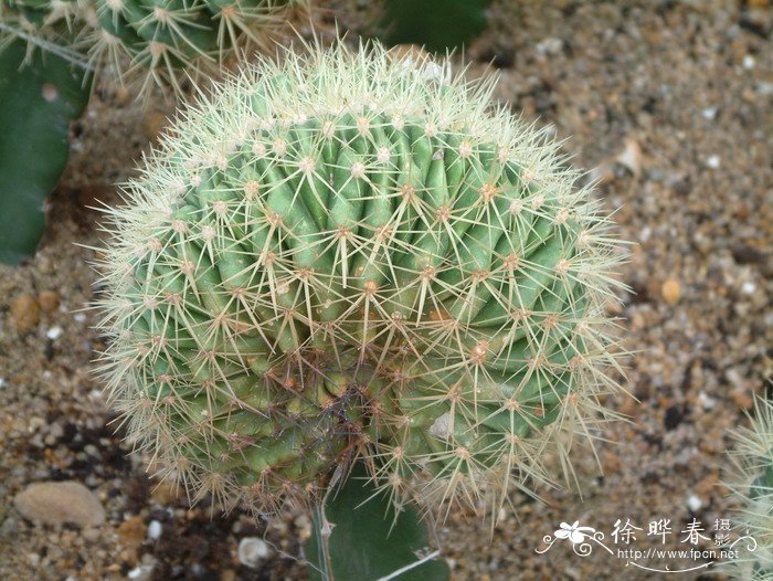 金琥缀化Echinocactus grusonii f. crist