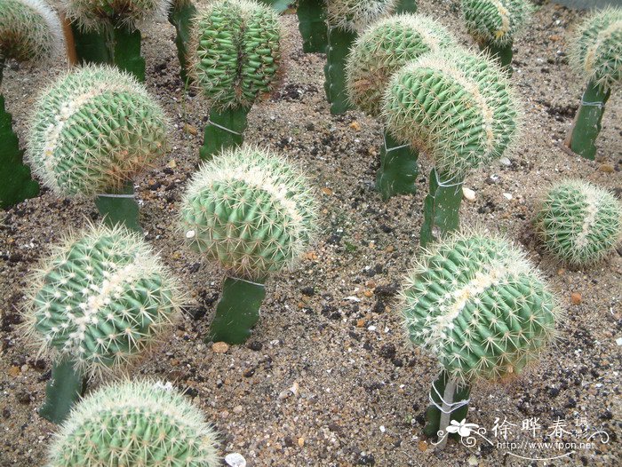 金琥缀化Echinocactus grusonii f. crist