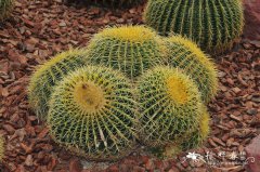 狂刺金琥Echinocactus grusonii var. intentextus