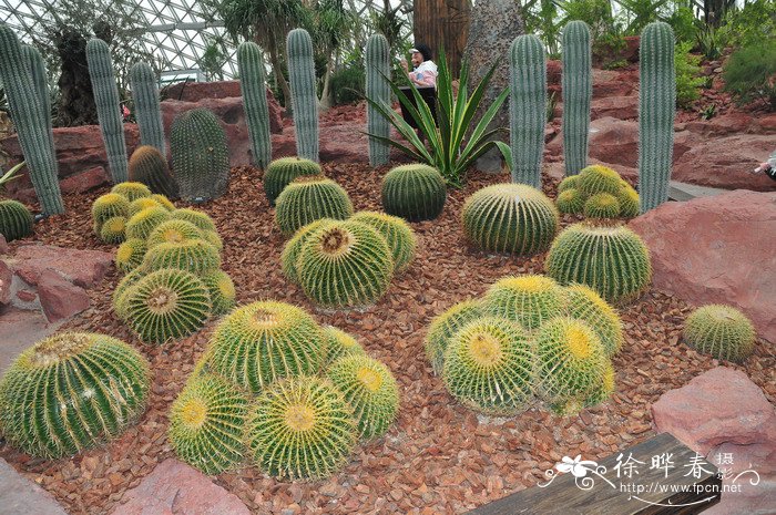 狂刺金琥Echinocactus grusonii var. intentextus