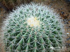 白刺金琥Echinocactus grusonii var. albispinus