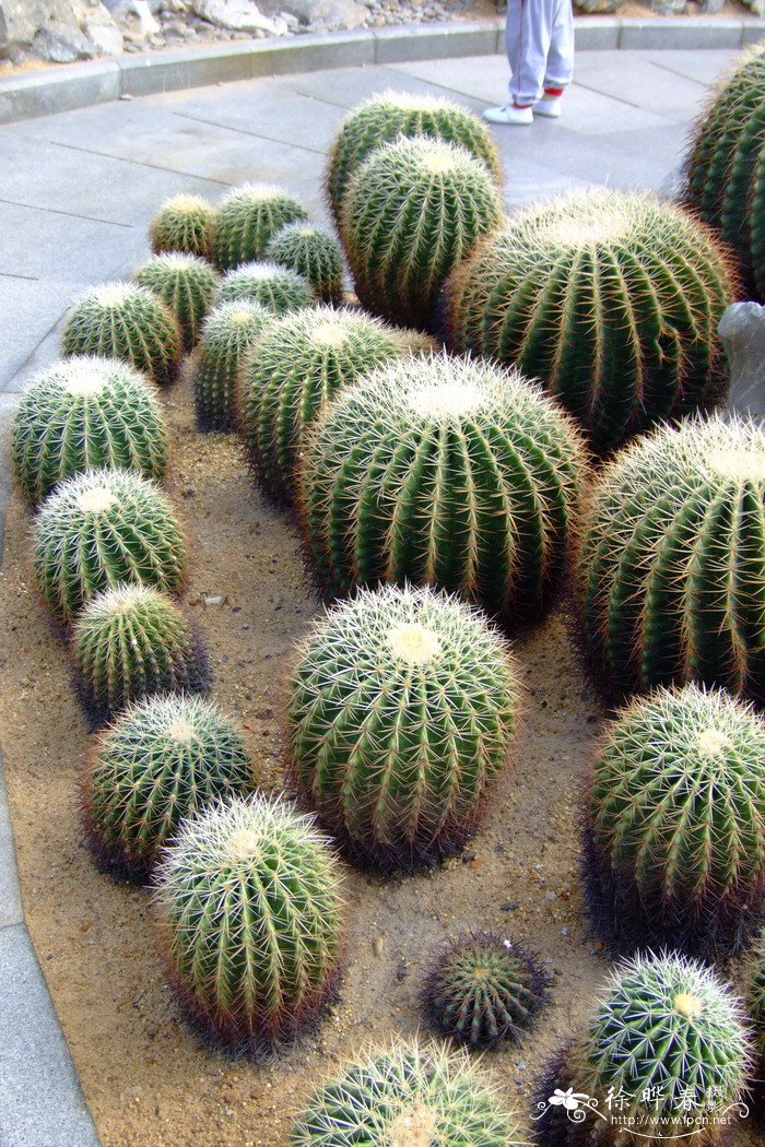 白刺金琥Echinocactus grusonii var. albispinus