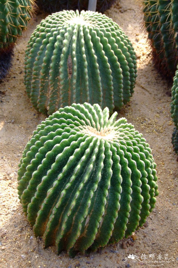 裸琥Echinocactus grusonii var. inermis