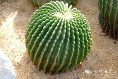 裸琥Echinocactus grusonii var. inermis