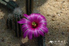 金龙Echinocereus berlandieri