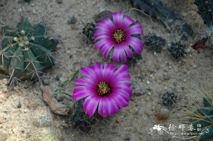 金龙Echinocereus berlandieri