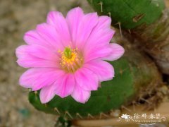 宇宙殿Echinocereus knippelianus