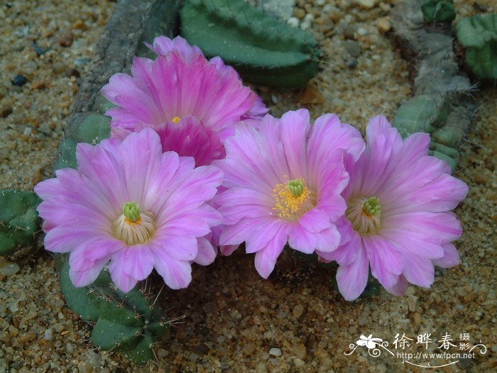 宇宙殿Echinocereus knippelianus