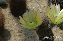 太阳Echinocereus rigidissimus