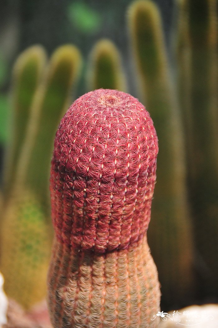 太阳Echinocereus rigidissimus