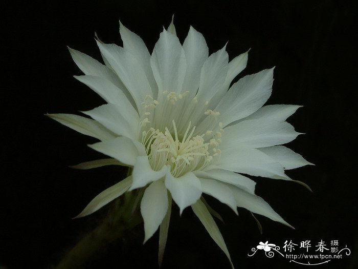 仙人球Echinopsis tubiflora