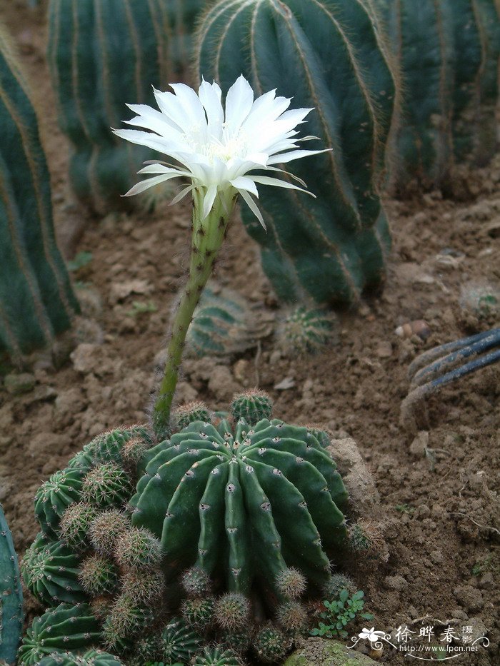 仙人球Echinopsis tubiflora