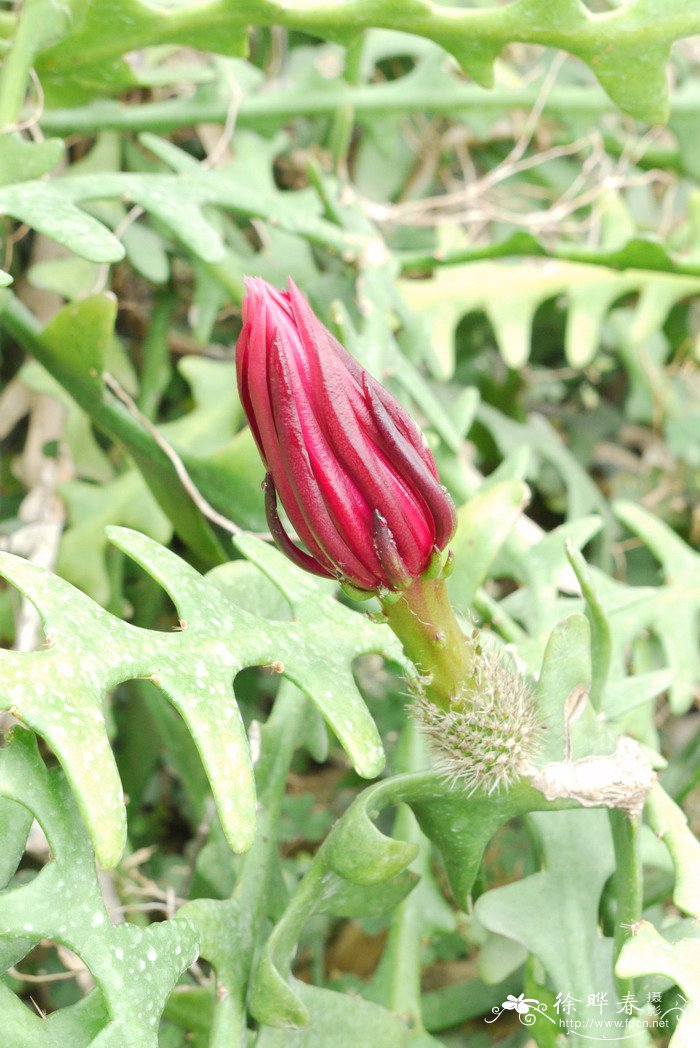 锯齿昙花Epiphyllum anguliger