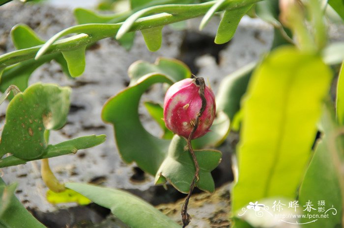 危地马拉昙花Epiphyllum hookeri subsp. guatemalense