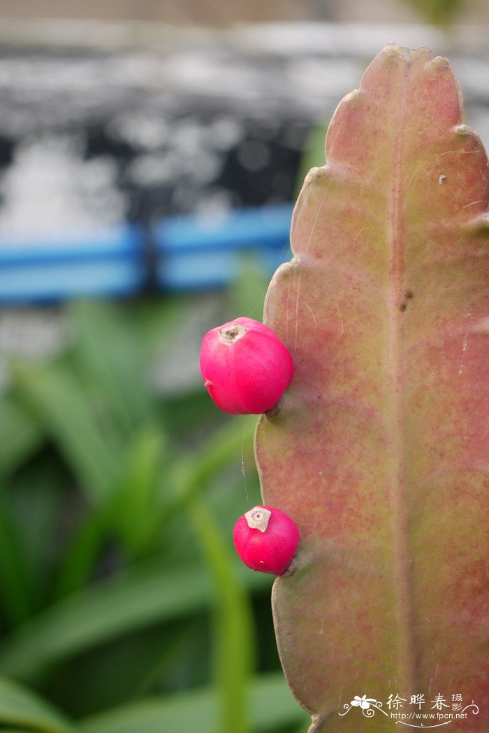 直叶昙花Epiphyllum hookeri