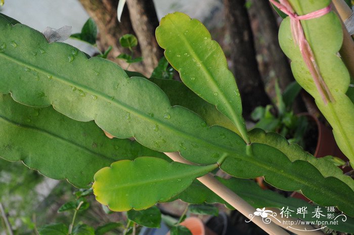 直叶昙花Epiphyllum hookeri