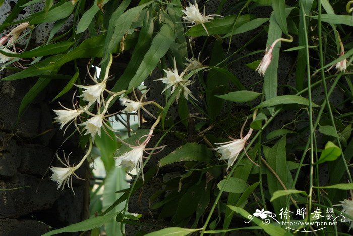 姬月下美人Epiphyllum pumilum