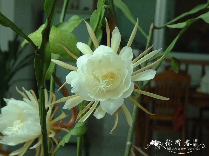 昙花Epiphyllum oxypetalum