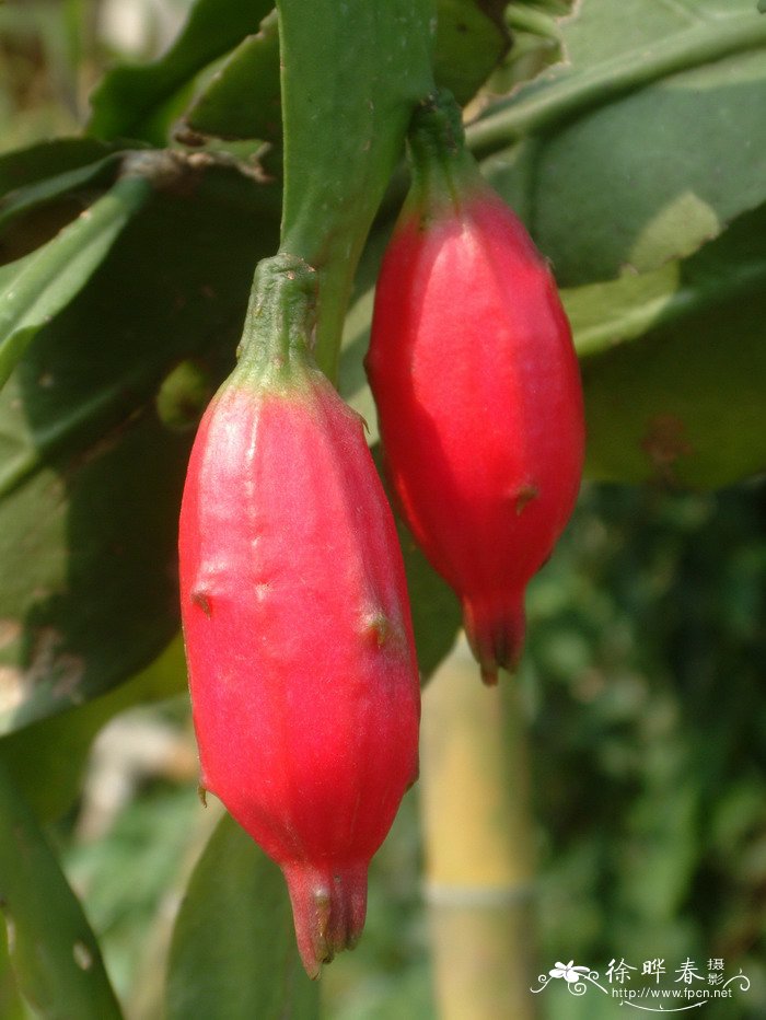 昙花Epiphyllum oxypetalum