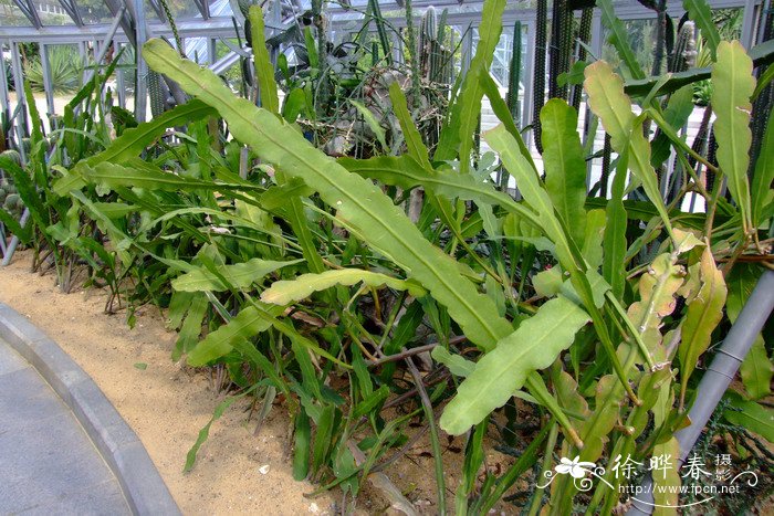 昙花Epiphyllum oxypetalum