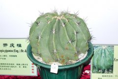 龙虎Ferocactus echidne