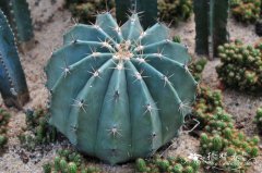 文鸟丸Ferocactus histrix