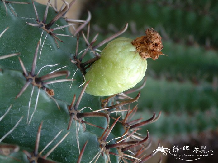 巨鹫玉Ferocactus peninsulae